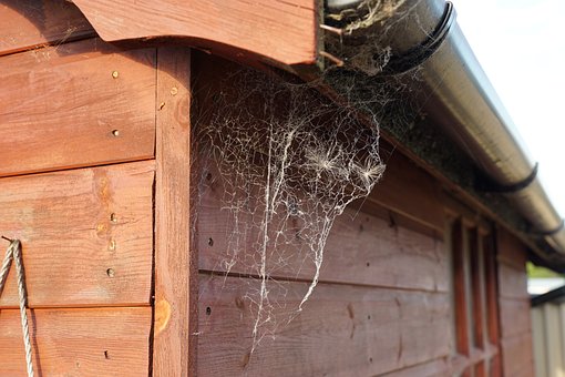 Free Web Cobweb photo and picture
