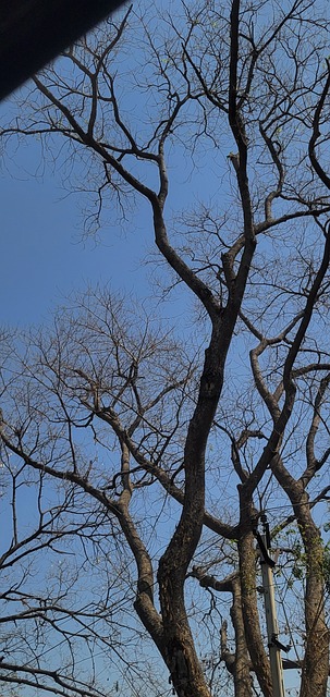 Otoño, Naturaleza, Sale De, Árbol