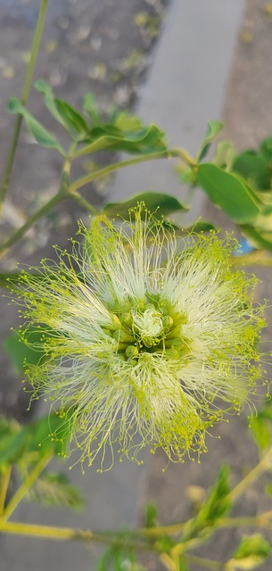 Diente De León, Naturaleza, Flor, Planta