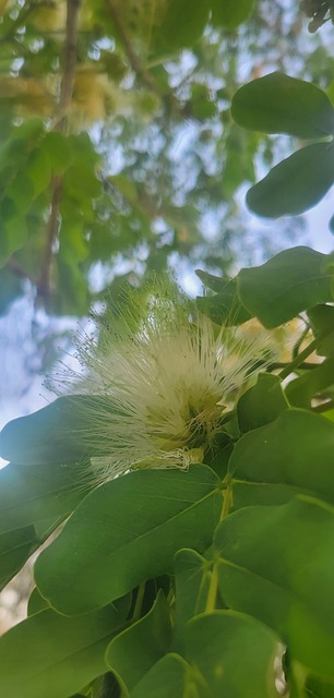 Fecha Límite, Flor, Mariposa, Verde