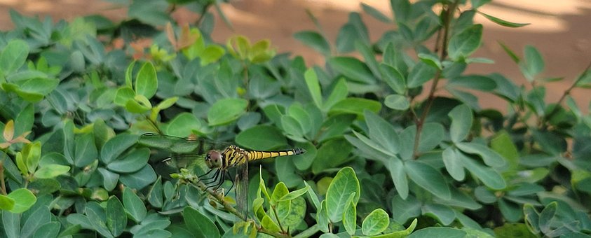 Libélula, Insecto, Naturaleza, Alas