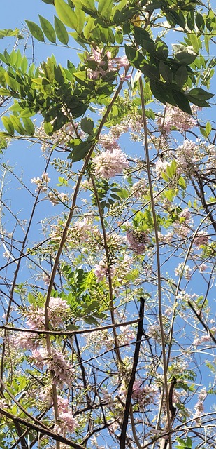 El Verano, Flor, Rosa Claro, Naturaleza
