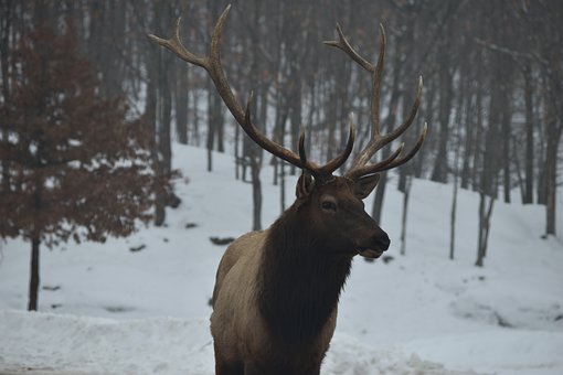 Free Fauna Stag photo and picture