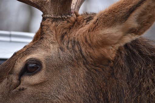 Free Stag Nature photo and picture