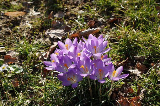 Blume, Frühling, Grün, Lila, Bunt, Gras