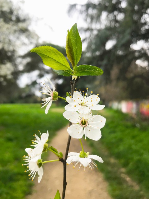 Blume, Kleine Blume, Blumen, Green