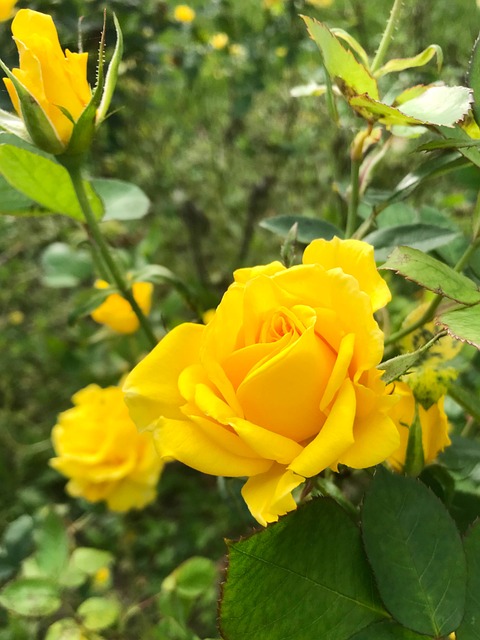 Blume, Kleine Blume, Blumen, Green