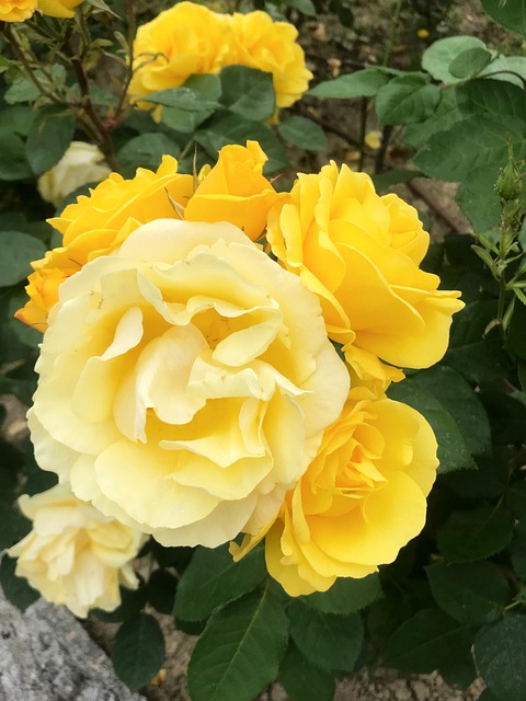 Blume, Blumen, Green, Gefühl, Selfie