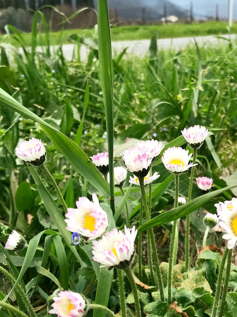 Blume, Kleine Blume, Blumen, Green