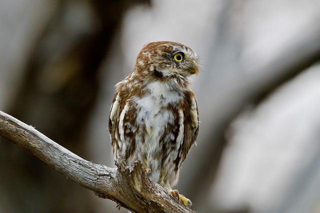 Free Austral Pygmy Owl Owl photo and picture
