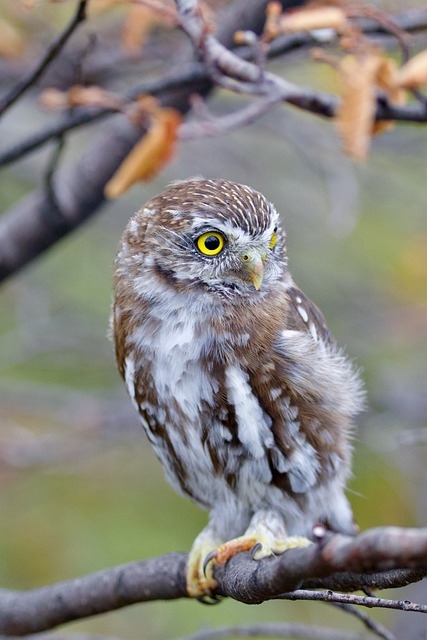 Free Austral Pygmy Owl Owl photo and picture