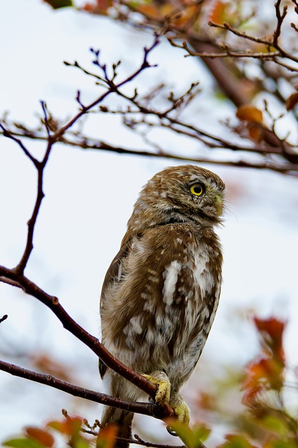 Free Austral Pygmy Owl Owl photo and picture