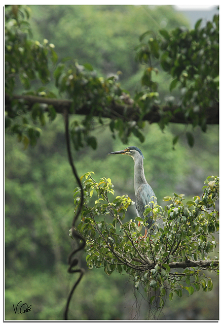 Free Animal Nature illustration and picture