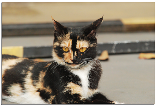 Free Animal Cat illustration and picture