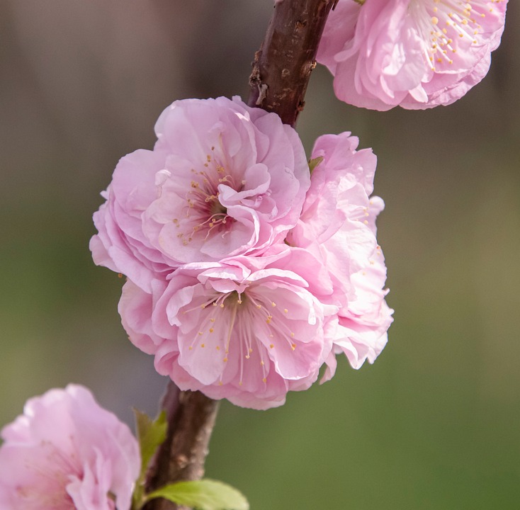 Peach Blossom Flowers Spring Free photo