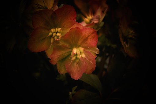 Free Flower Flower Wallpaper photo and picture