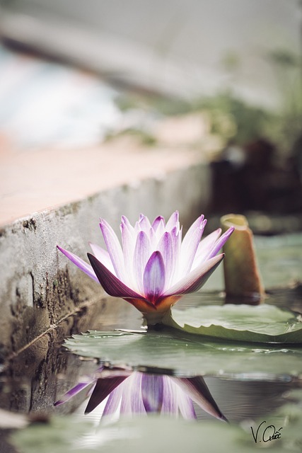 Free Flower Reflect photo and picture