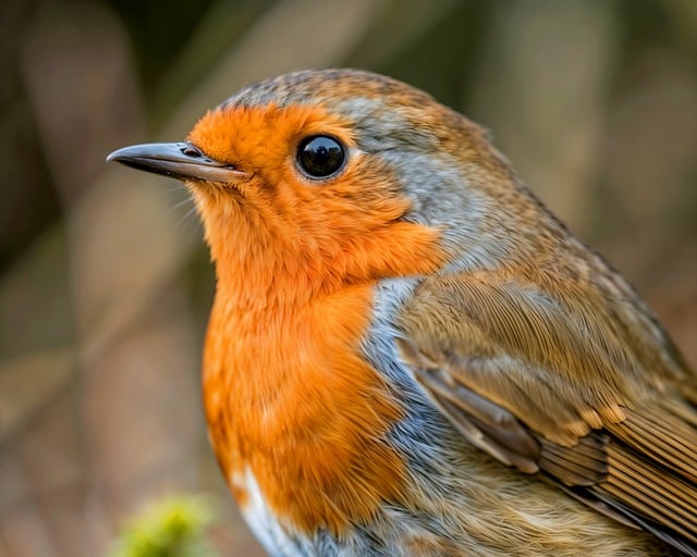 Free robin songbird wild bird illustration