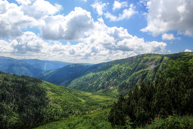 Free Forest Nature photo and picture