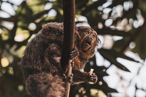 Free Monkey Tail photo and picture