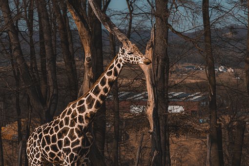 Free Giraffe Animal photo and picture