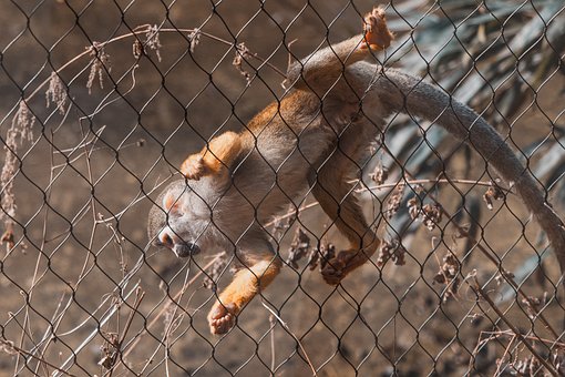 Free Monkey Nature photo and picture