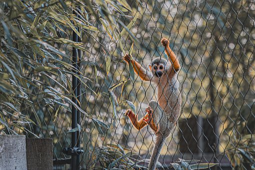 Free Monkey Nature photo and picture