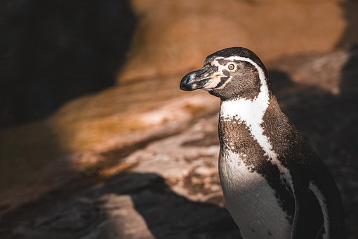 Free Penguin Bird photo and picture
