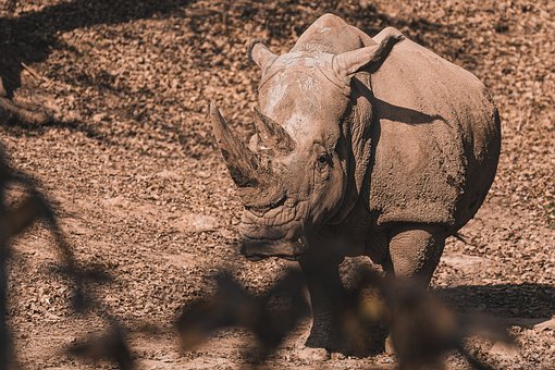 Free Rhinoceros Animal photo and picture