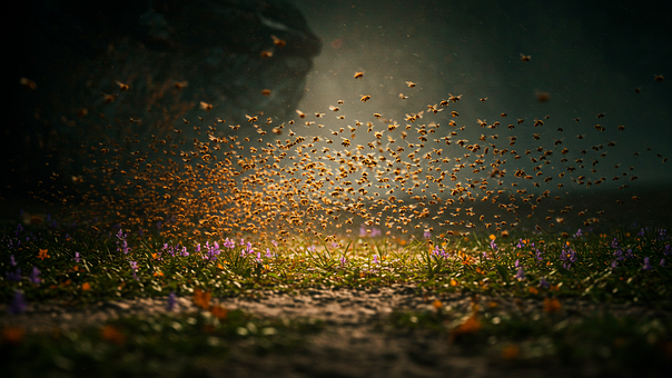 Hintergrund, Glühwürmchen, Wildblumen