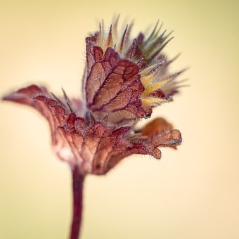 Plante, Tør, Stilleben, Tør Natur, Frø