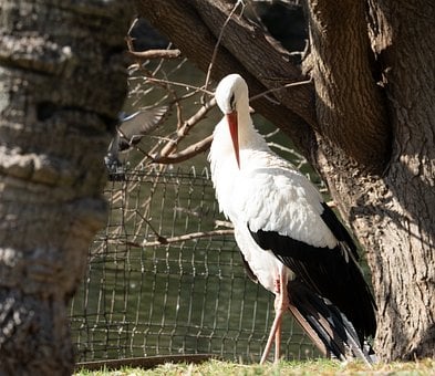 Pasăre, Natura, Animal, Viata Salbatica