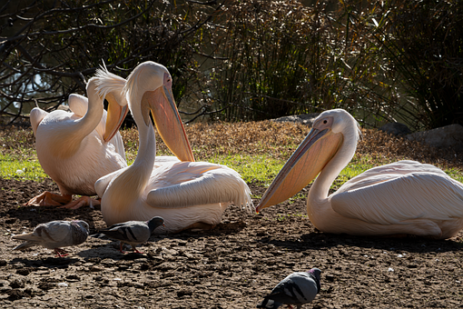 Pasăre, Natura, Animal, Viata Salbatica