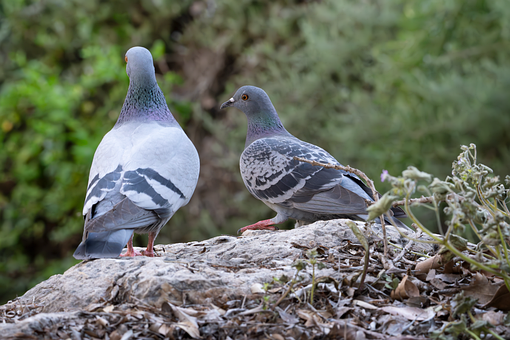 Pasăre, Natura, Animal, Viata Salbatica