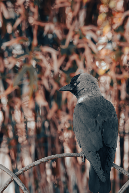 Free bird animal wildlife illustration