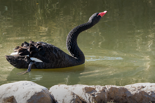 Pasăre, Natura, Animal, Viata Salbatica