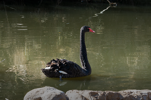 Vogel, Natur, Tier, Tierwelt, Schnabel