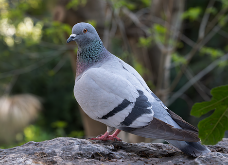Pasăre, Natura, Animal, Viata Salbatica