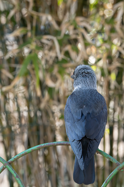 Pasăre, Natura, Animal, Viata Salbatica