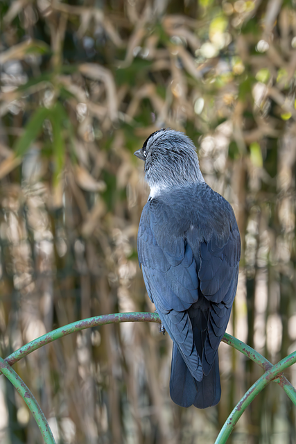 Pasăre, Natura, Animal, Viata Salbatica