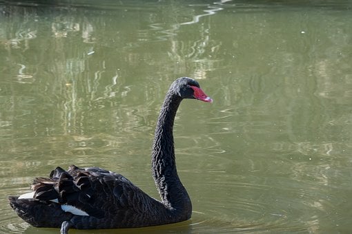 Pasăre, Natura, Animal, Viata Salbatica
