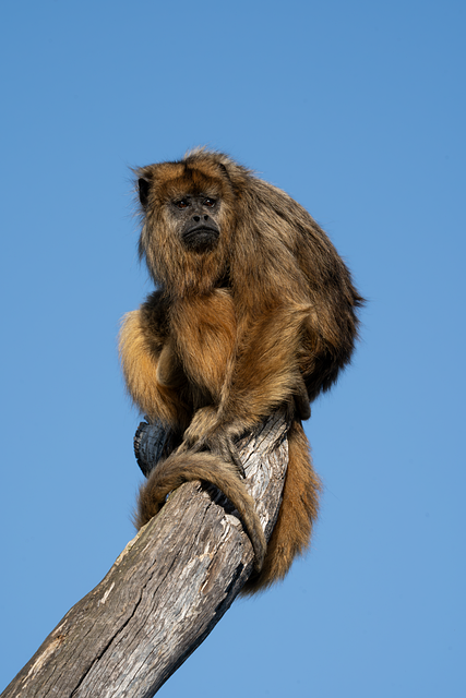 Mono, Mamífero, Naturaleza, Animal
