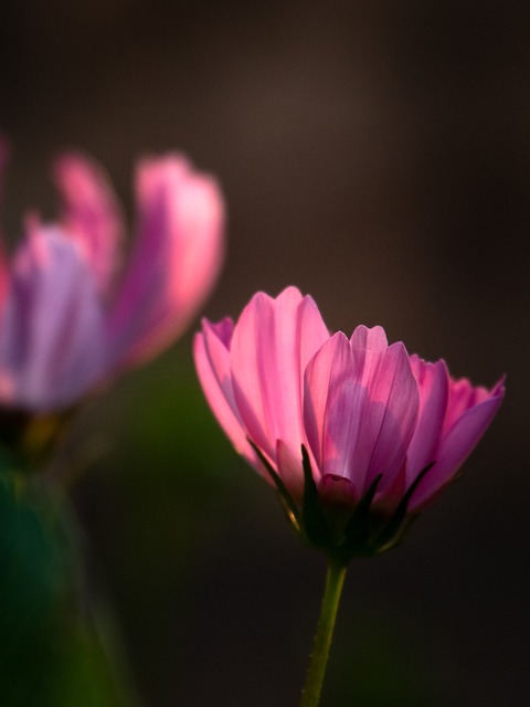 Blomst, Kosmos, Lys, Svag, Bright