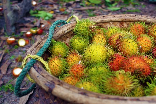 Rambutan, Frugt, Mad, Naturlig, Plante