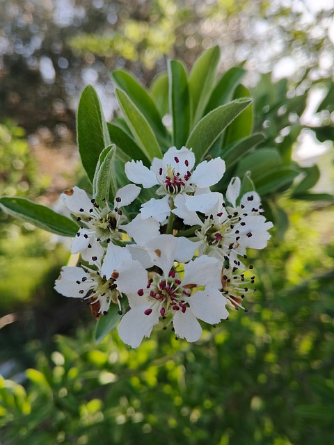 Flora, Blomst, Natur, Bloom, Blomstre