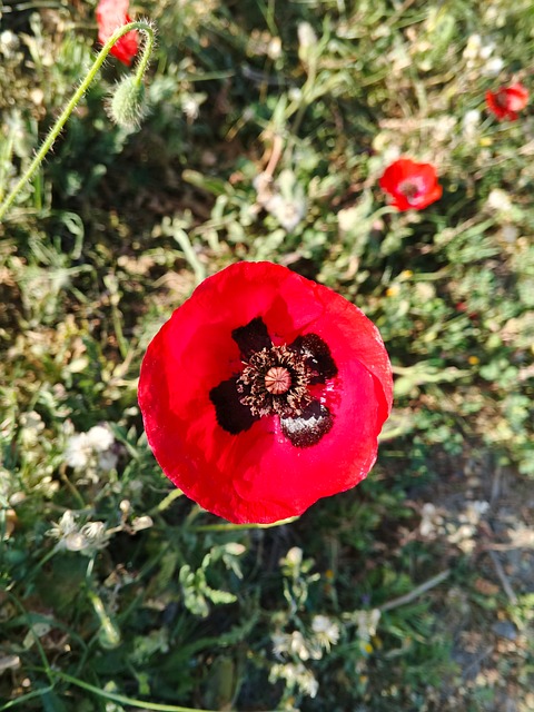 Blomst, Natur, Anlegg, Bloom, Blomstre