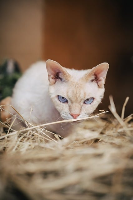 Free Cat Animal photo and picture