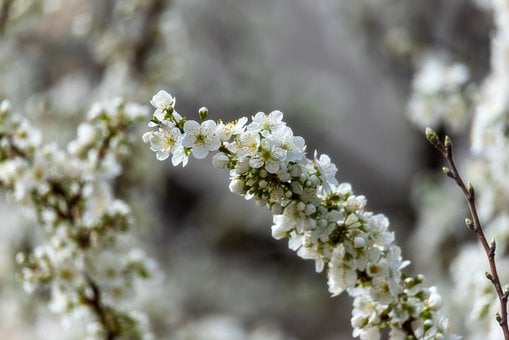 Forår, Natur, Blomster, Blomstre, Blomst