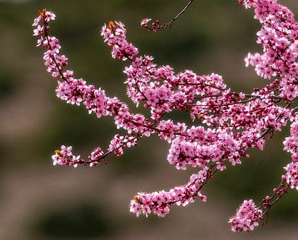 Forår, Natur, Blomster, Blomstre, Blomst