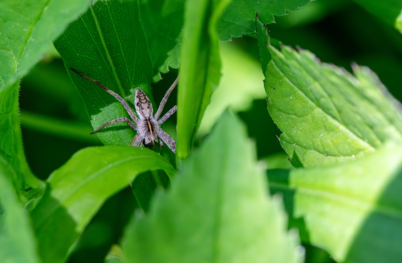 Araña Arácnido Insecto Fauna - Foto gratis en Pixabay